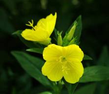 evening-primrose-flower