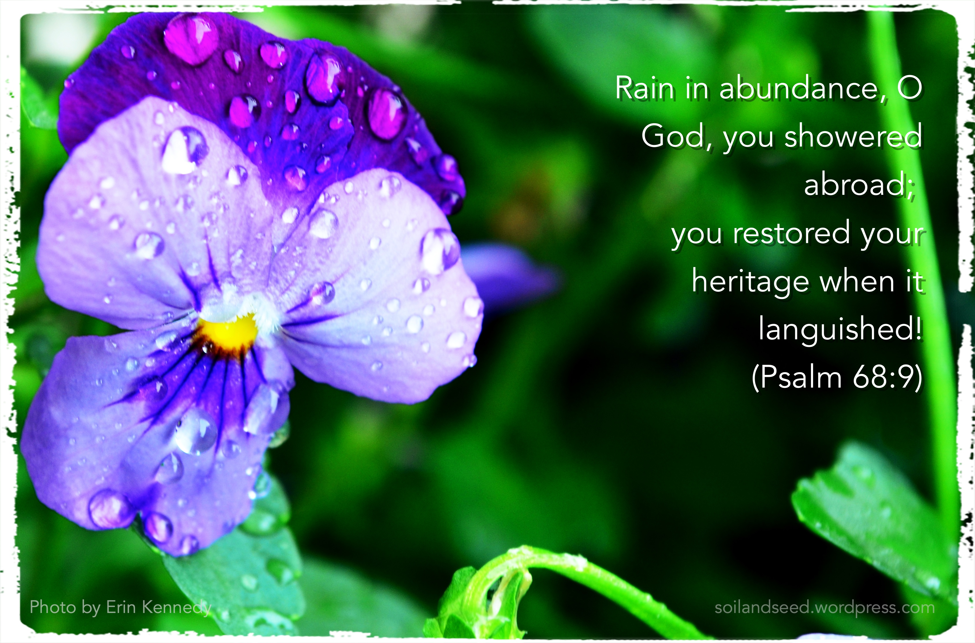 Rain in Abundance!