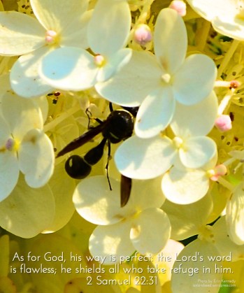 God's Way is Perfect