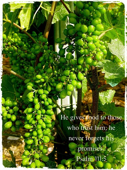 He gives food to those who trust Him.jpg