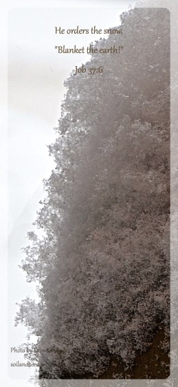 he-orders-the-snow