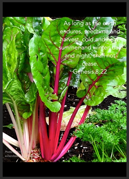 seedtime-and-harvest