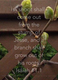 a-shoot-shall-come-out-of-jesse