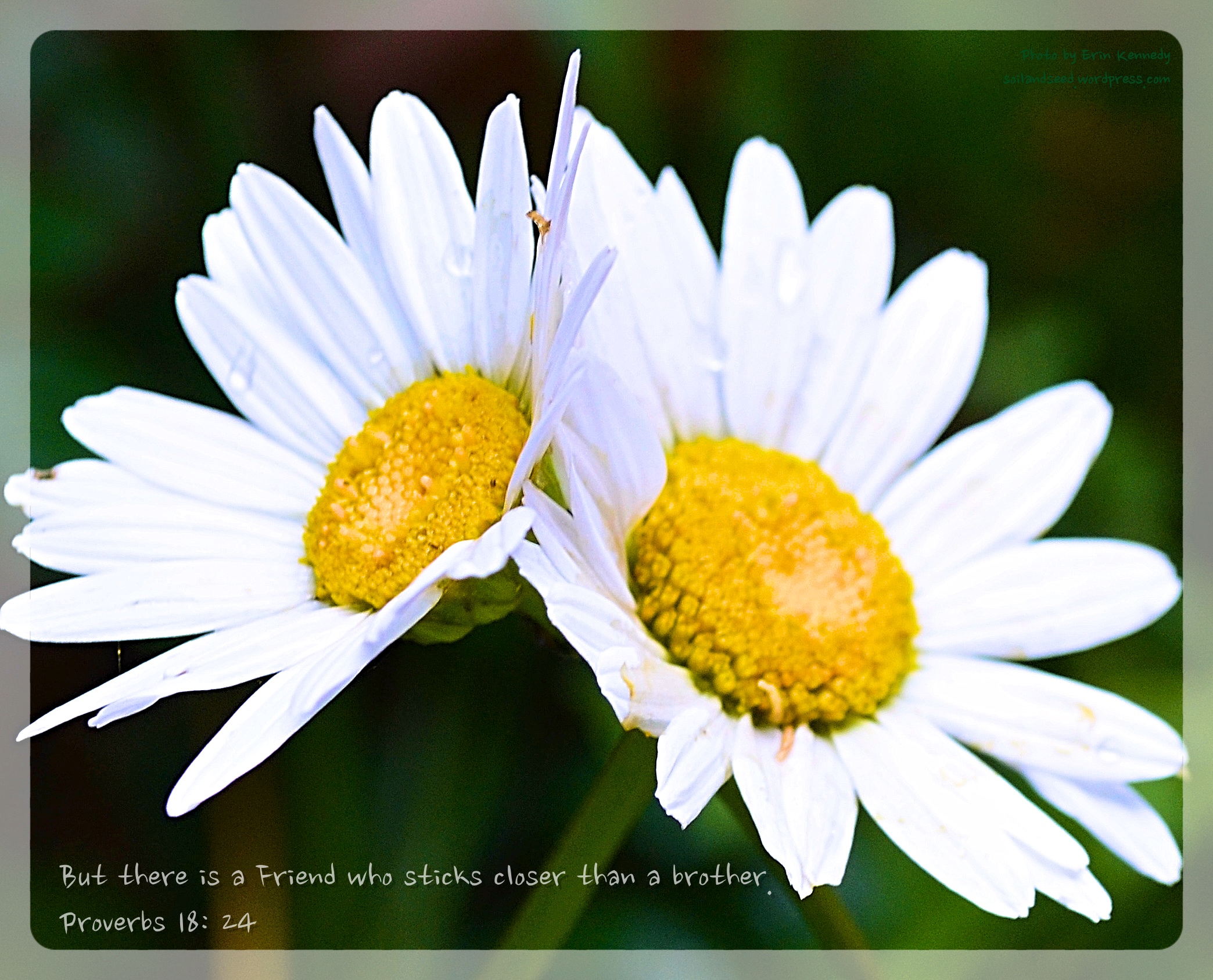 Friend Who sticks closer